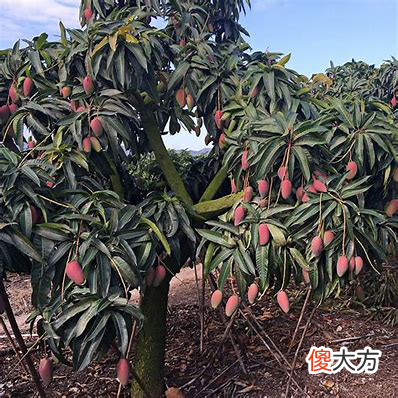 芒果到底哪个好吃 芒果中哪种芒果最好吃
