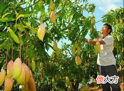 芒果到底哪个好吃 芒果中哪种芒果最好吃