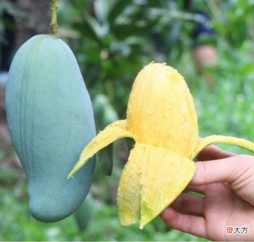 芒果到底哪个好吃 芒果中哪种芒果最好吃