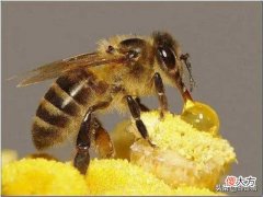 牛吃草天经地义 牛吃草啥意思