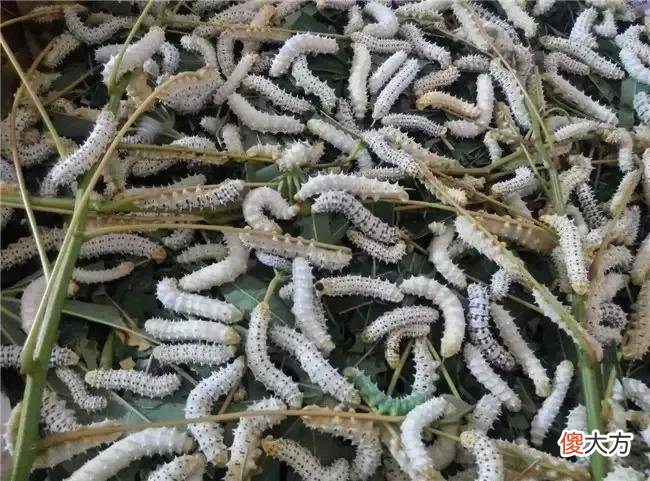 木薯蚕的养食过程 木薯蚕图片