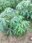 木薯蚕的养食过程 木薯蚕图片