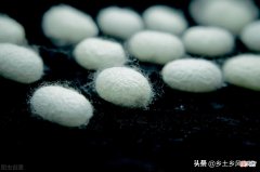 蚕的生长过程 蚕的生长过程图片