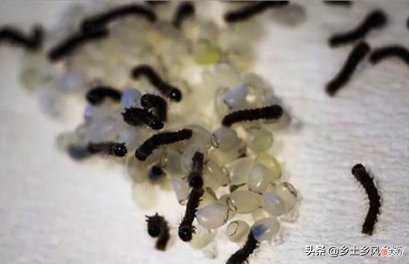 蚕的生长过程 蚕的生长过程图片
