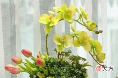 家里放假花有什么风水讲究