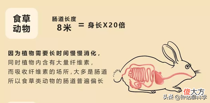 大熊猫被发现吃肉 大熊猫来吃肉