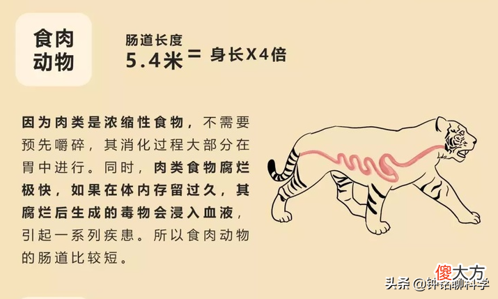 大熊猫被发现吃肉 大熊猫来吃肉