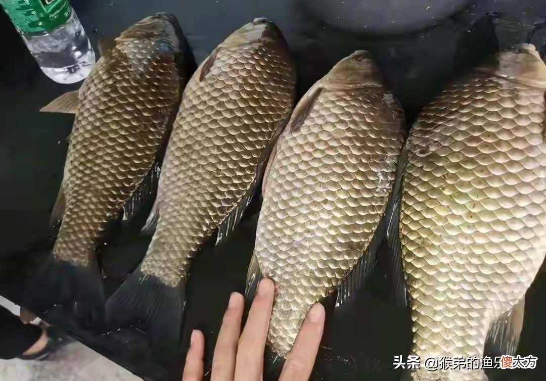 春季野钓的五条黄金法则，读懂后大鱼连竿上，狂拉鲫鱼很简单