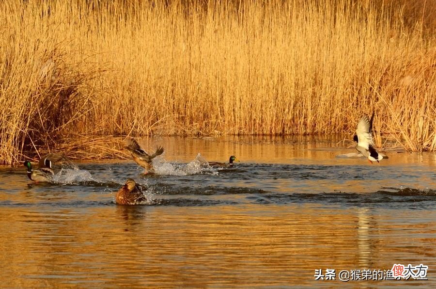 春季野钓的五条黄金法则，读懂后大鱼连竿上，狂拉鲫鱼很简单