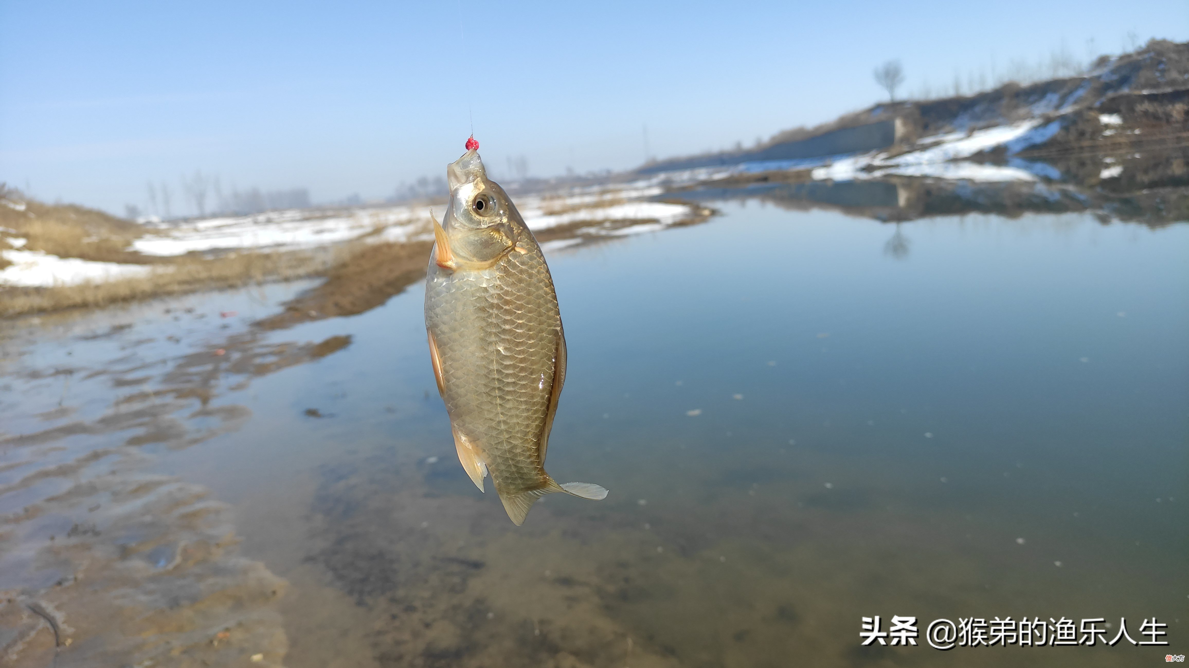 春季野钓的五条黄金法则，读懂后大鱼连竿上，狂拉鲫鱼很简单