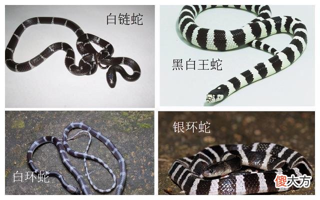 中国毒蛇之首银环蛇到底多恐怖？2018年陕西女孩被咬2小时就