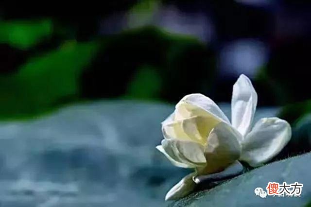 【爱历史】此情可待成追忆，只是当时已惘然……“情诗圣手”李商隐