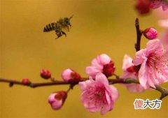 怎样可以招桃花运