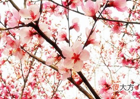 可以催旺桃花运的吉祥物