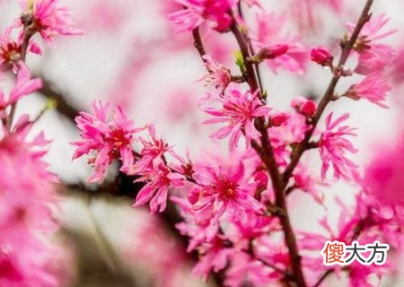 可以催旺桃花运的吉祥物