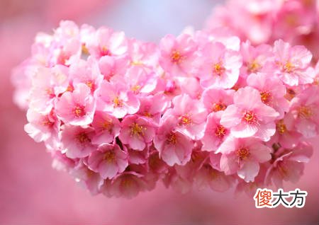 如何化解桃花煞