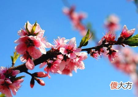 如何化解桃花煞
