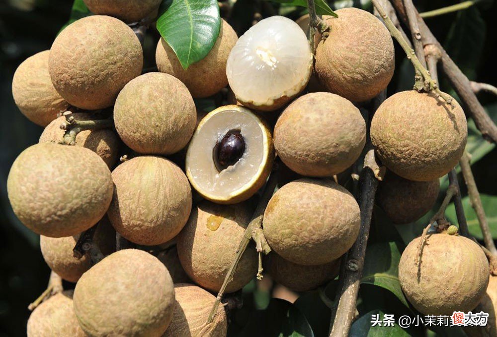 这6种寓意好 寓意好的象征