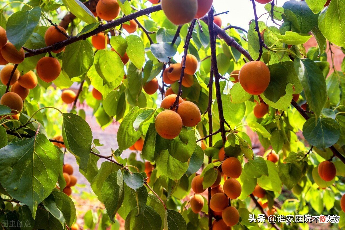 古诗词里的竹子 关于竹子的古诗