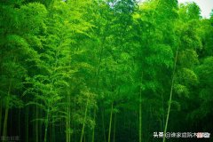 古诗词里的竹子 关于竹子的古诗