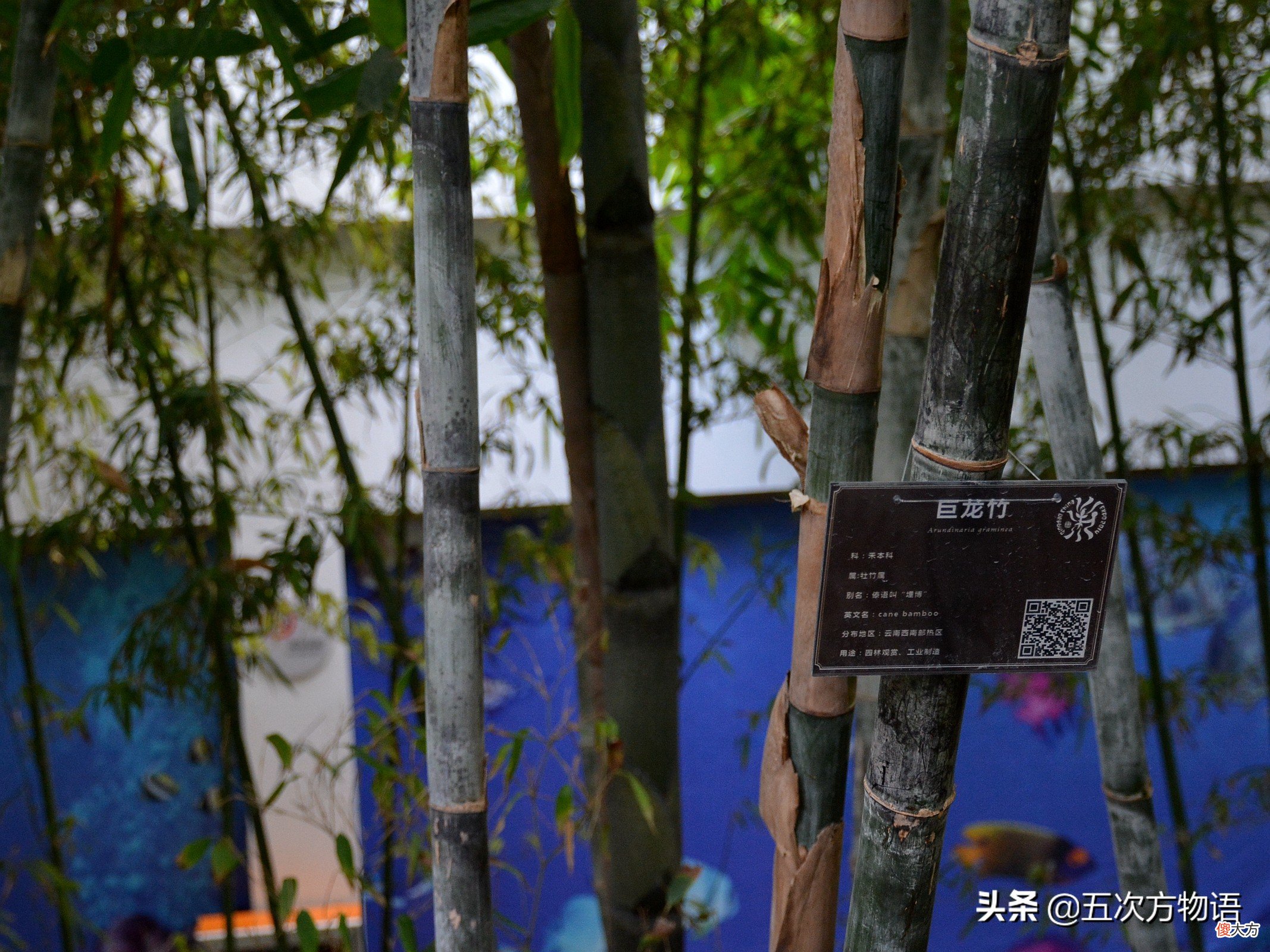竹子到底是草本还是木本 竹子是灌木还是草本