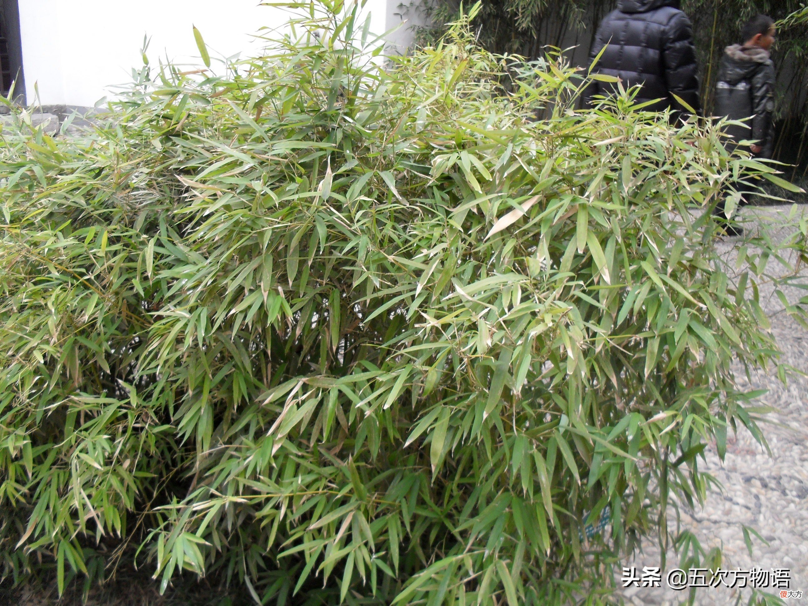 竹子到底是草本还是木本 竹子是灌木还是草本