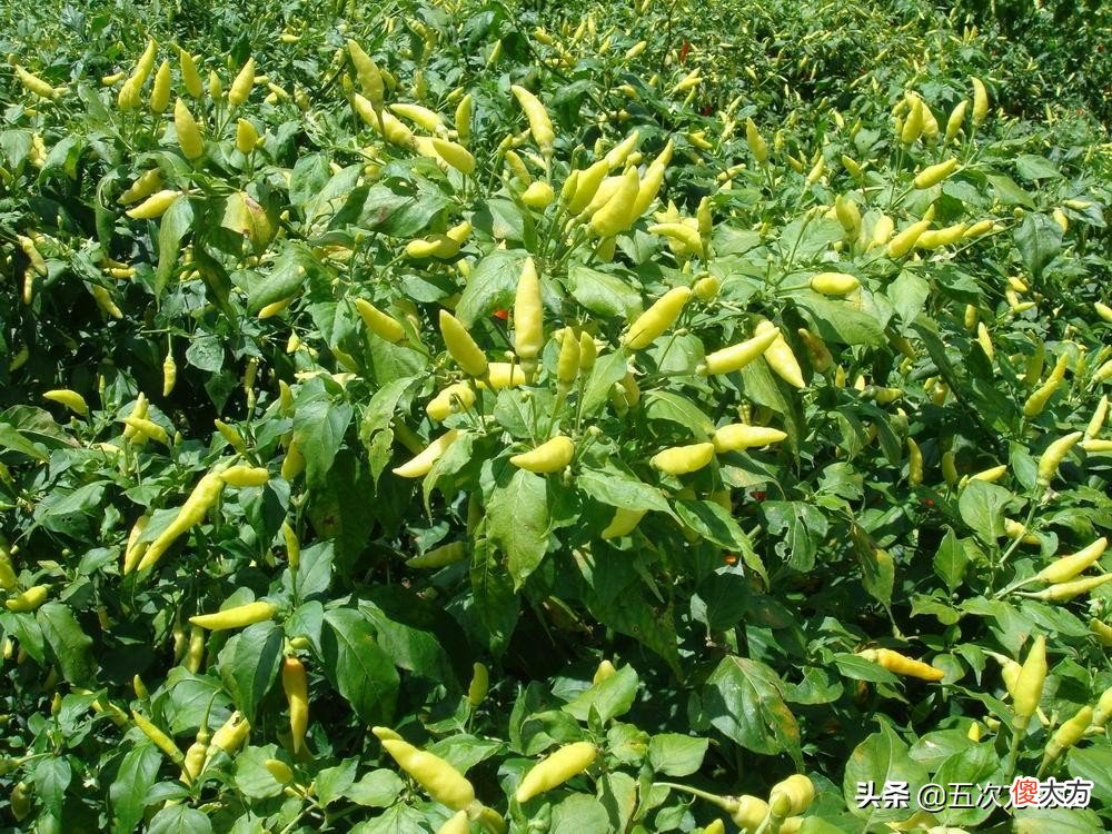竹子到底是草本还是木本 竹子是灌木还是草本