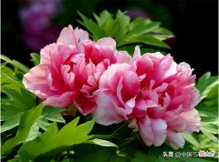 牡丹好看还有这种用途 牡丹有什么用途