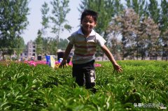 亳州农民深爱的5种作物 亳州主要农作物