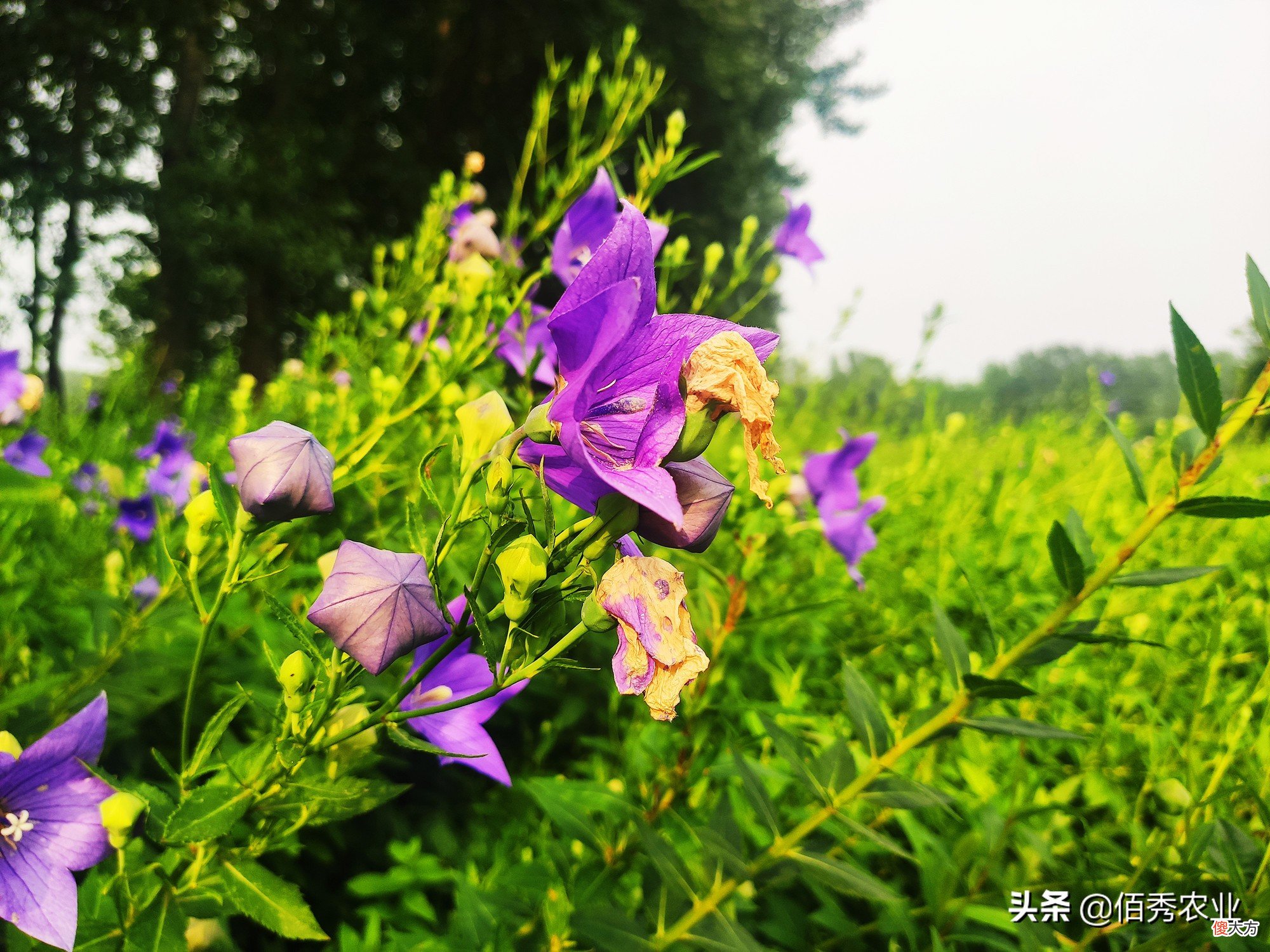 亳州农民深爱的5种作物 亳州主要农作物