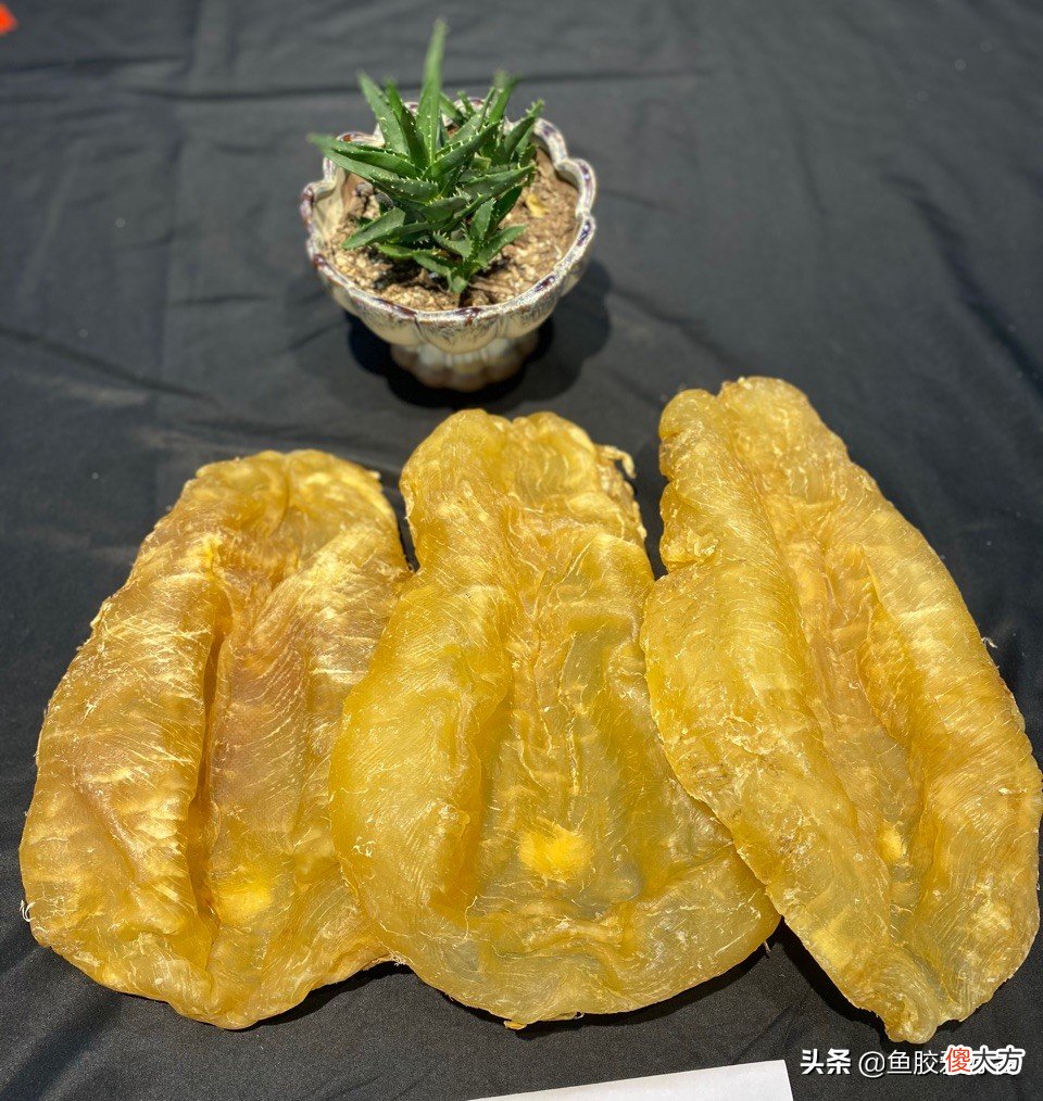 鱼胶越大越好吗 鱼胶是越大越好吗