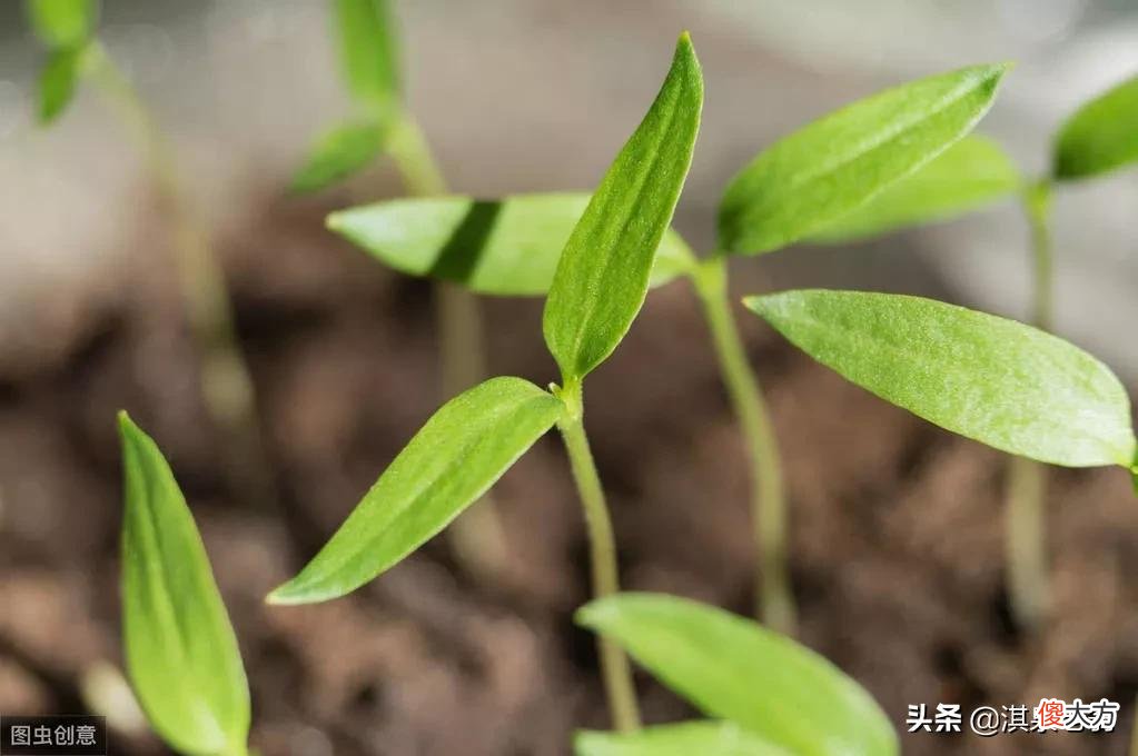 你知道常种蔬菜种子浸种催芽的时间与温度吗 蔬菜种子浸种催芽的时间及温度