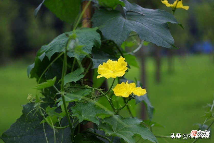 丝瓜种植方法不能错 8大注意要记牢，种的丝瓜秧旺瓜多长得还顺直