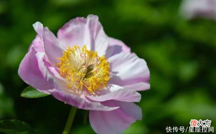 【星座控】生肖猴的人遇见了啥生肖，就是一辈子的福气？合心合情，造福生财