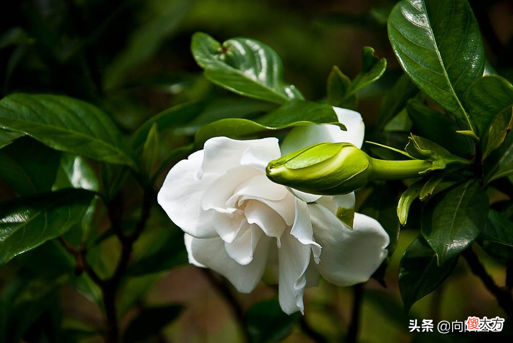 室内最难养的4种花 最难养的十种花