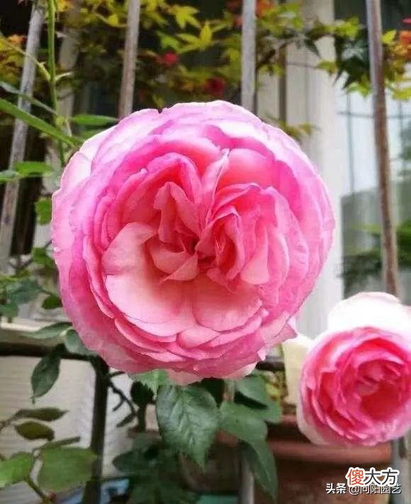 室内最难养的4种花 最难养的十种花