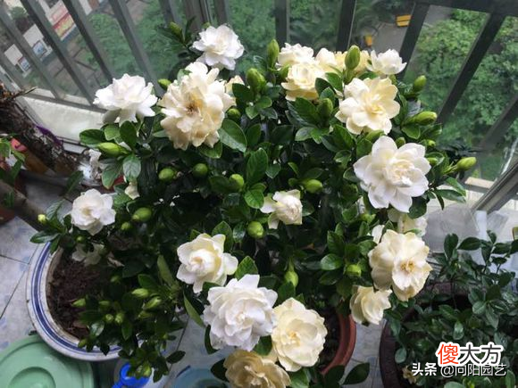 室内最难养的4种花 最难养的十种花