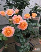 室内最难养的4种花 最难养的十种花