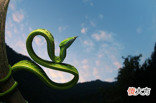 属蛇人最倒霉的年份