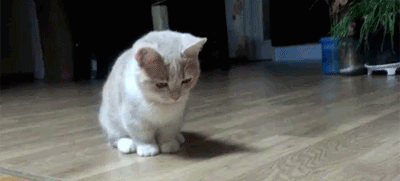 为什么不建议频繁给猫咪玩激光笔 猫咪为啥喜欢玩激光笔