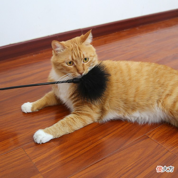 为什么不建议频繁给猫咪玩激光笔 猫咪为啥喜欢玩激光笔