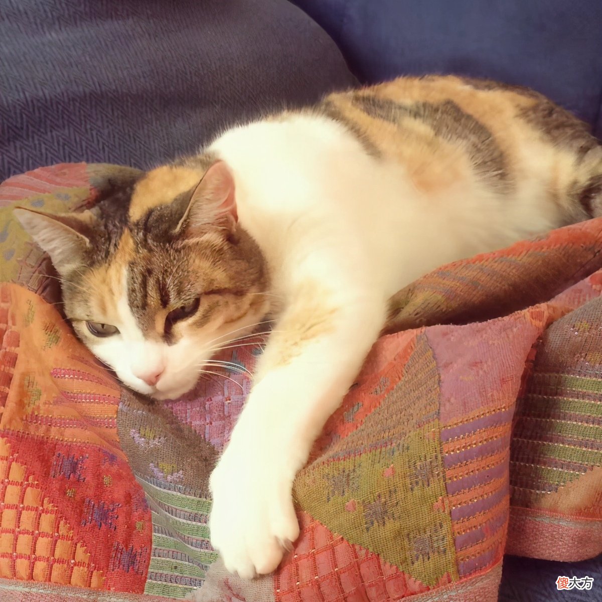 为什么不建议频繁给猫咪玩激光笔 猫咪为啥喜欢玩激光笔