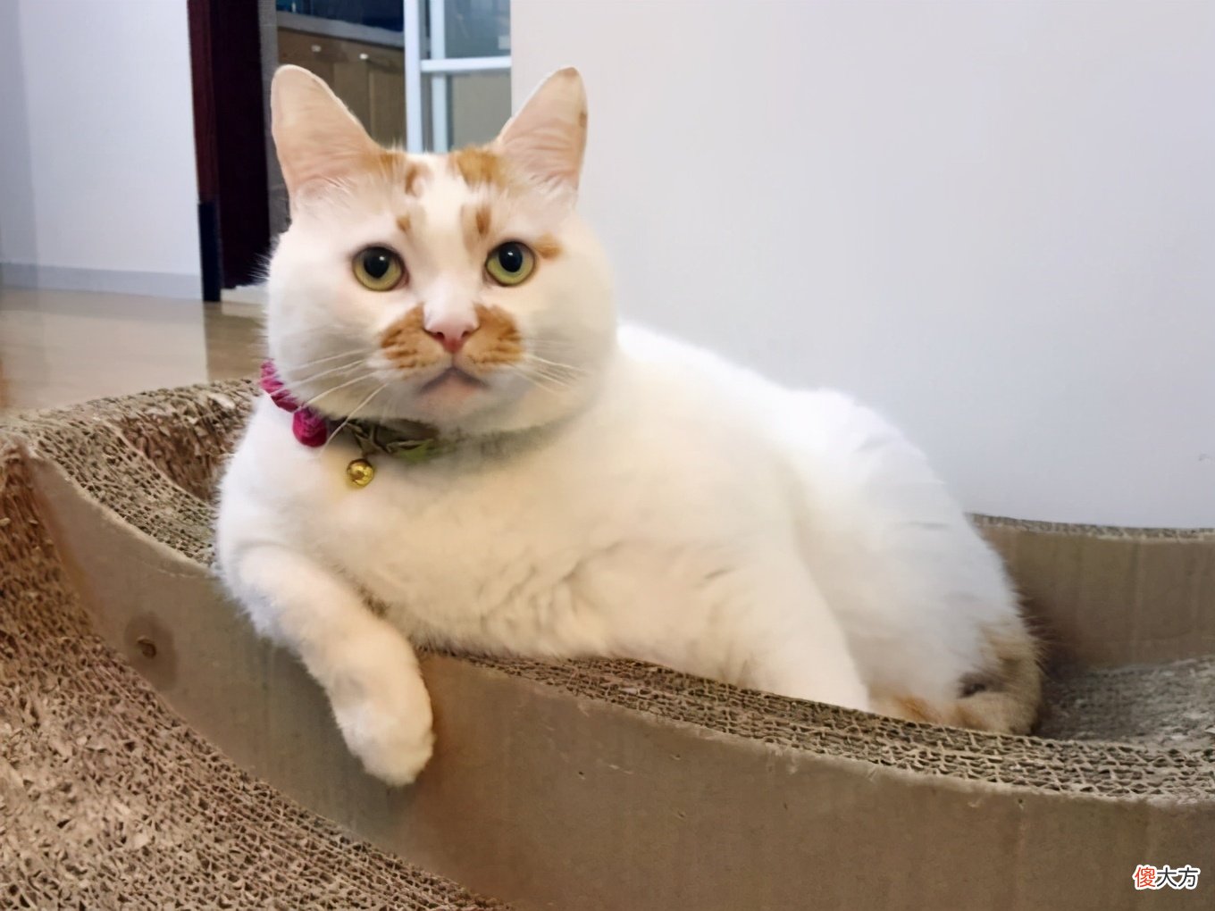 为什么不建议频繁给猫咪玩激光笔 猫咪为啥喜欢玩激光笔