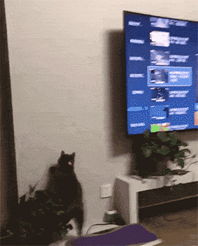 为什么不建议频繁给猫咪玩激光笔 猫咪为啥喜欢玩激光笔