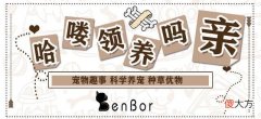 为什么不建议频繁给猫咪玩激光笔 猫咪为啥喜欢玩激光笔