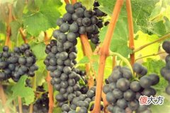 葡萄酒开瓶后放了一年可以喝吗 葡萄酒开瓶后时间能放多久