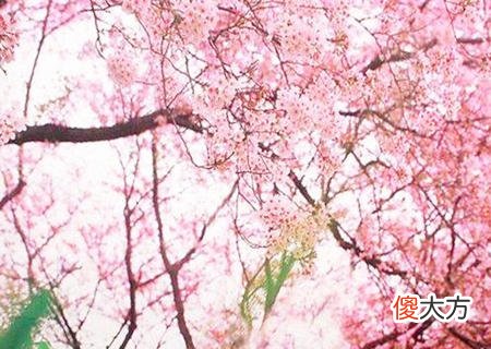 男生旺桃花运的风水技巧