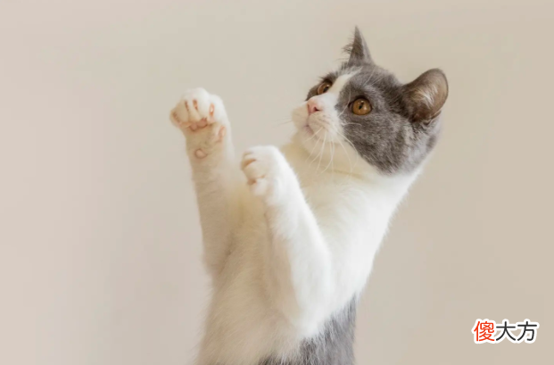 你知道猫的9种习性吗？#上海找猫团队#上海寻猫公司