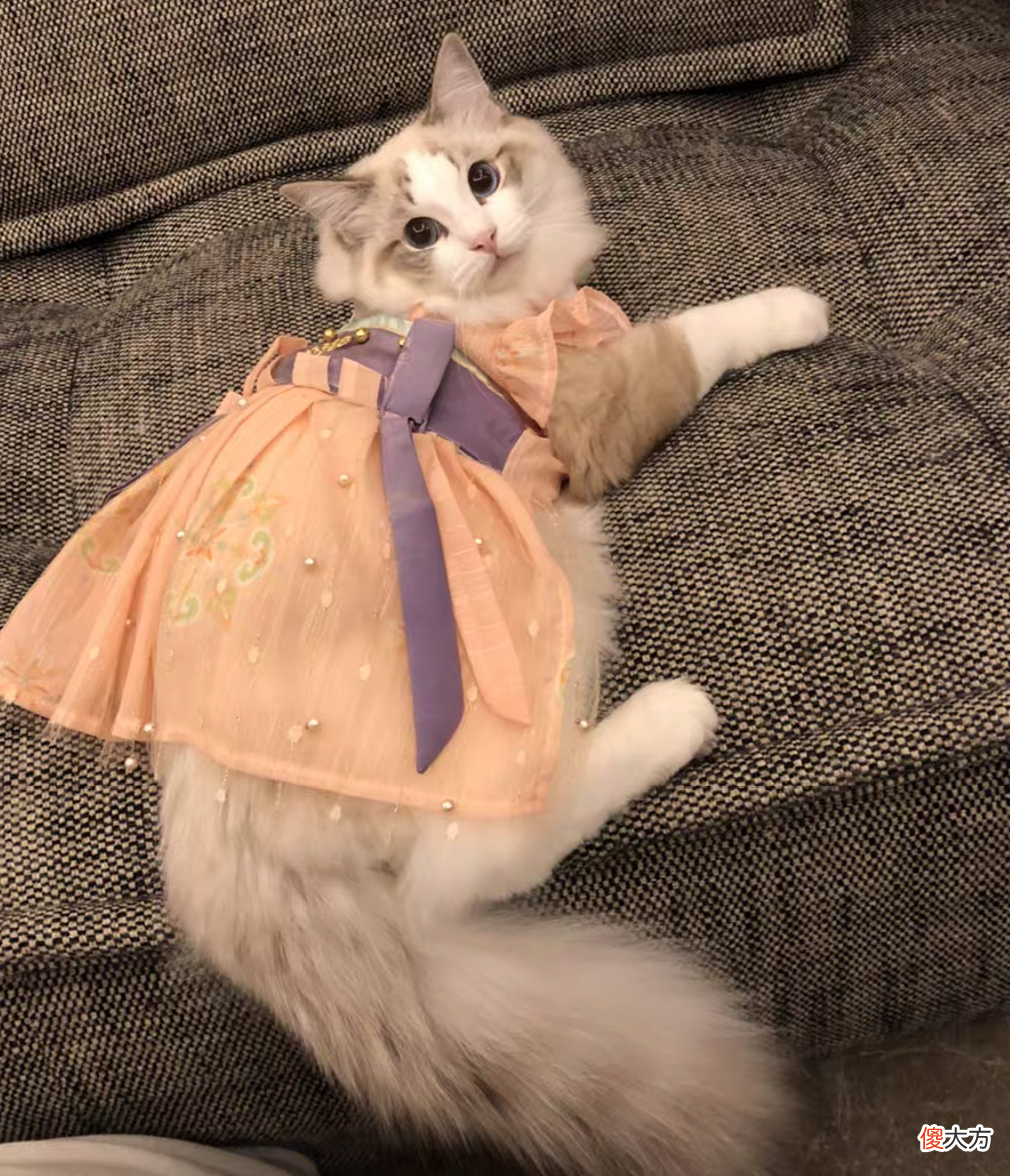 给宠物做衣服 给宠物做衣服如何做