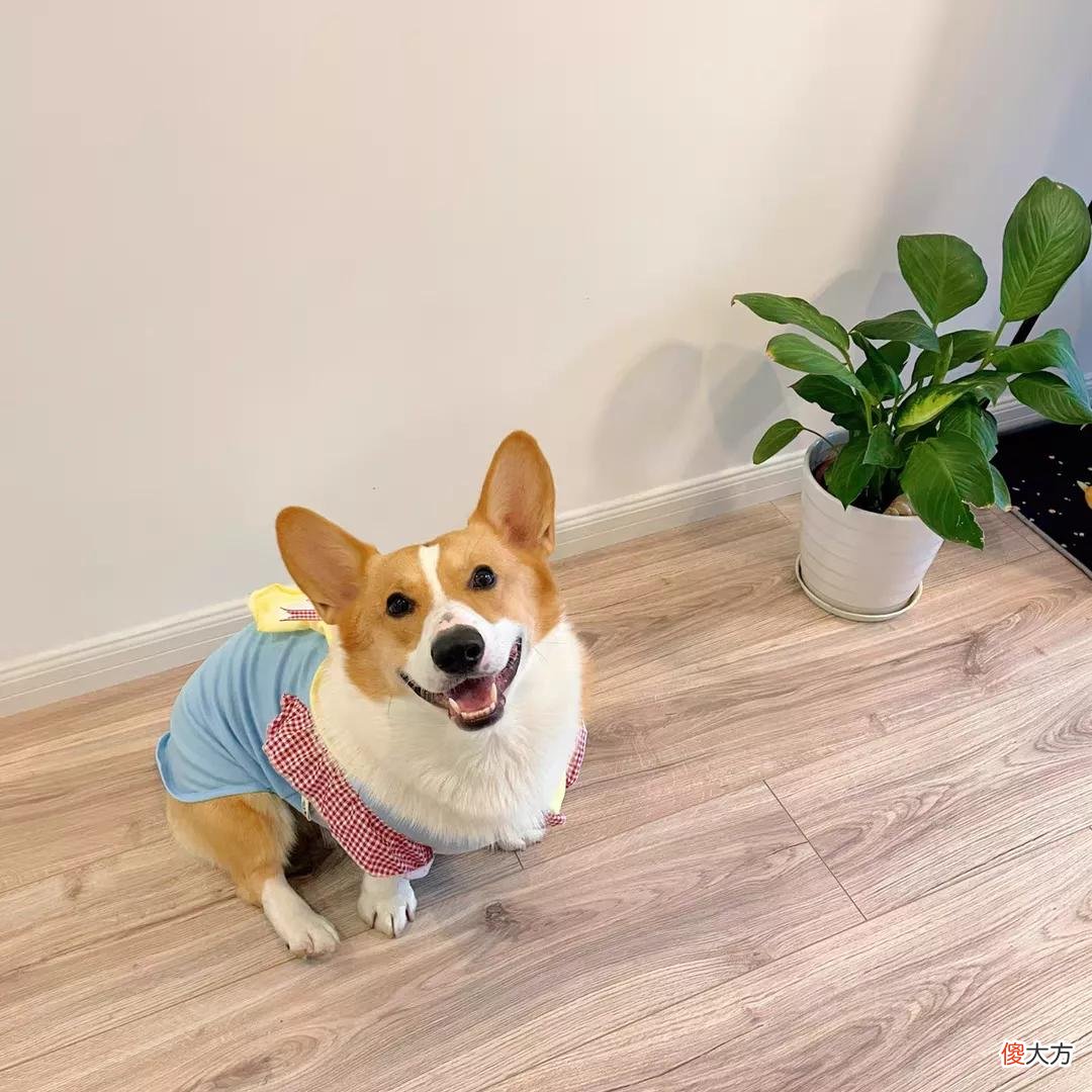 给宠物做衣服 给宠物做衣服如何做